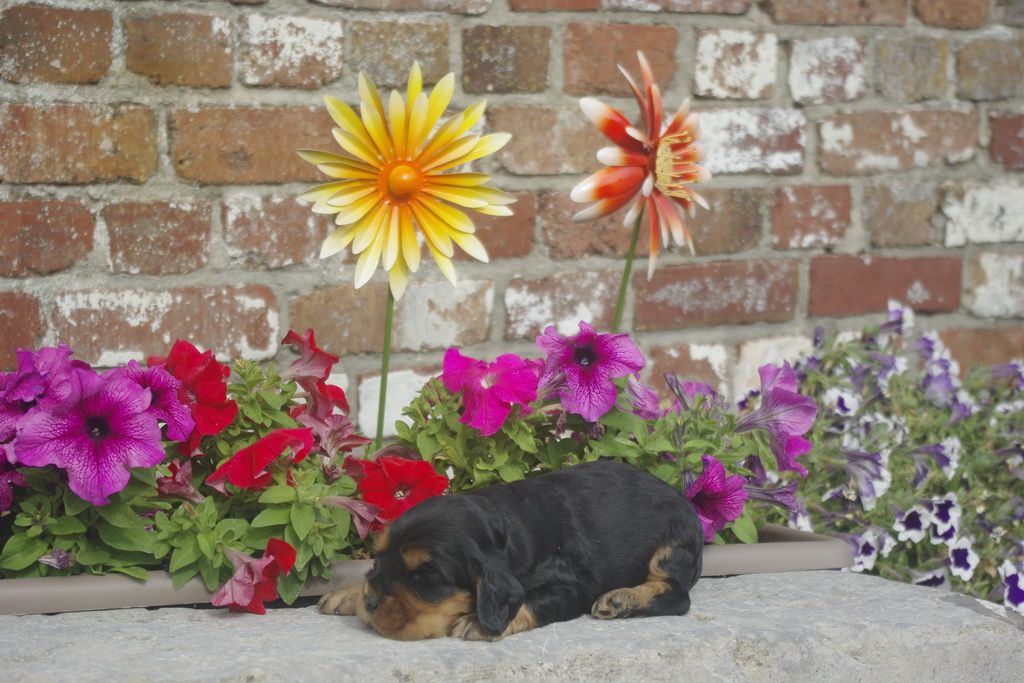 images/contenu/Chiots/Cocker/012/_IGP0728.jpg