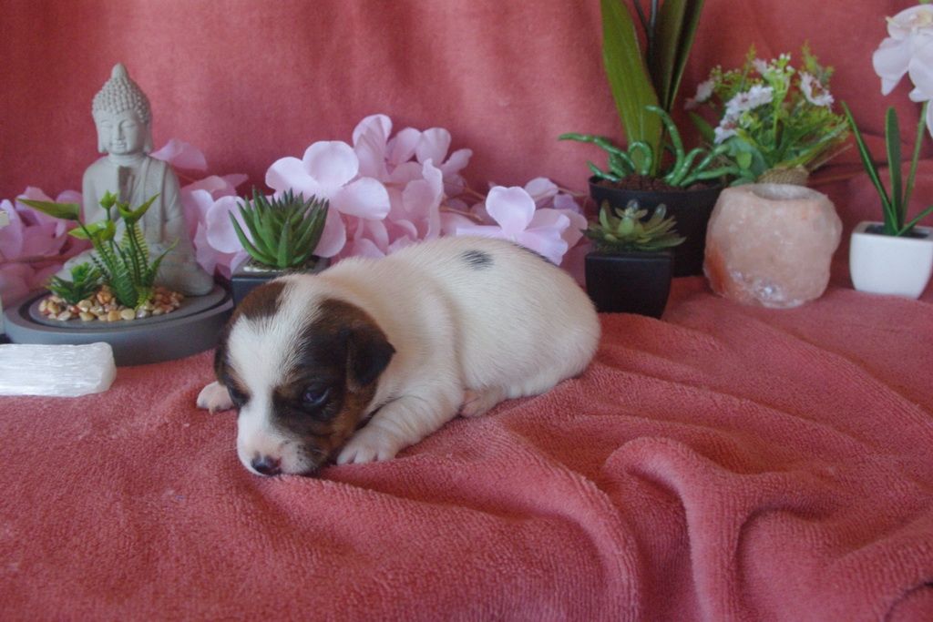 images/contenu/Chiots/jackrussel/002/9-jack_russel_7.jpg