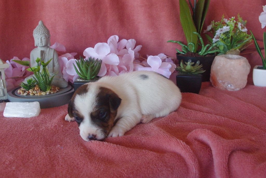 images/contenu/Chiots/jackrussel/002/9-jack_russel_8.jpg
