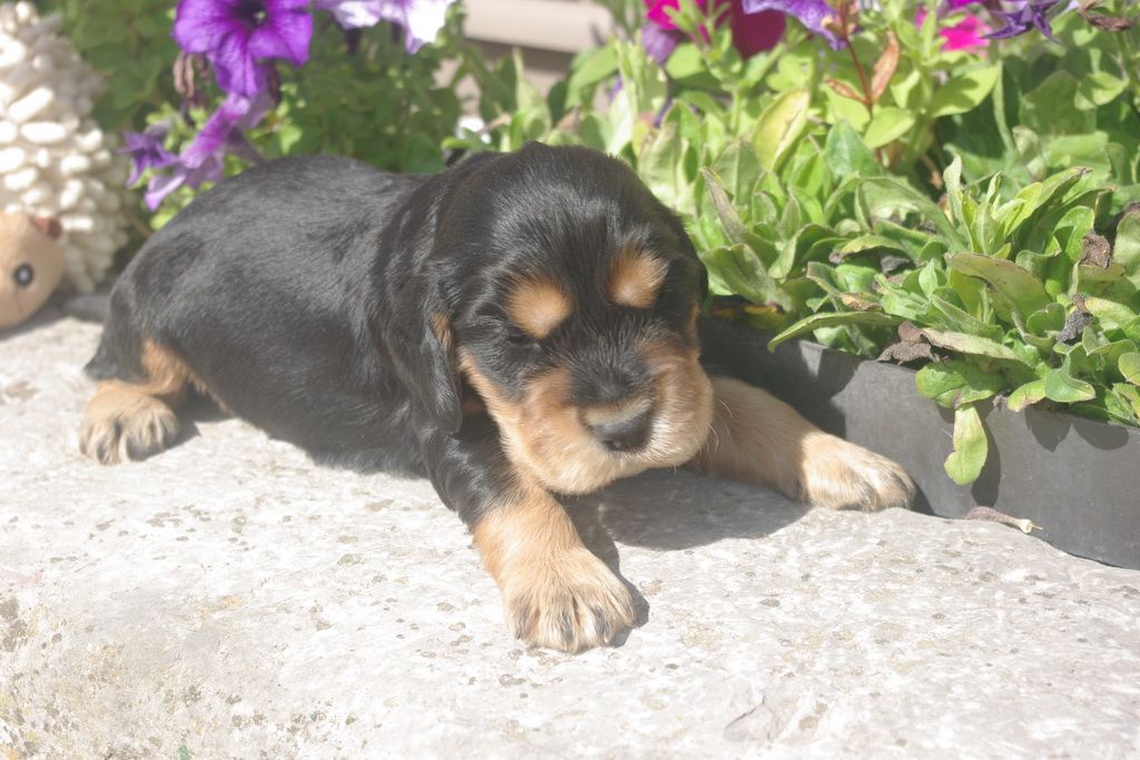 images/contenu/Chiots/Cocker/004/8-cocker_anglais_7.jpg