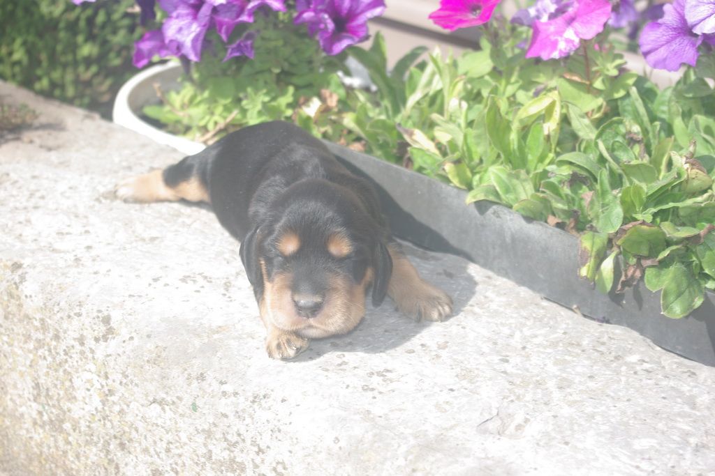 images/contenu/Chiots/Cocker/004/9-cocker_anglais_4.jpg
