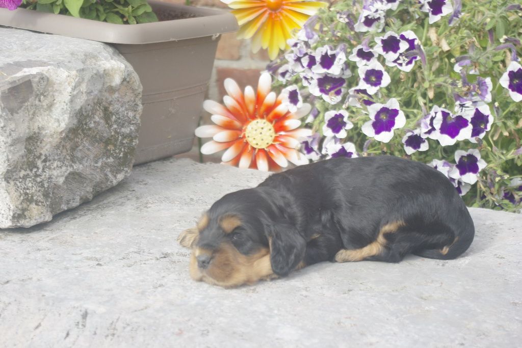 images/contenu/Chiots/Cocker/012/_IGP0720.jpg