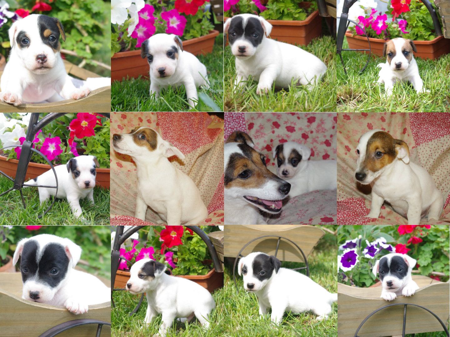 Les Chiens de la Bistade - chiot jack russel