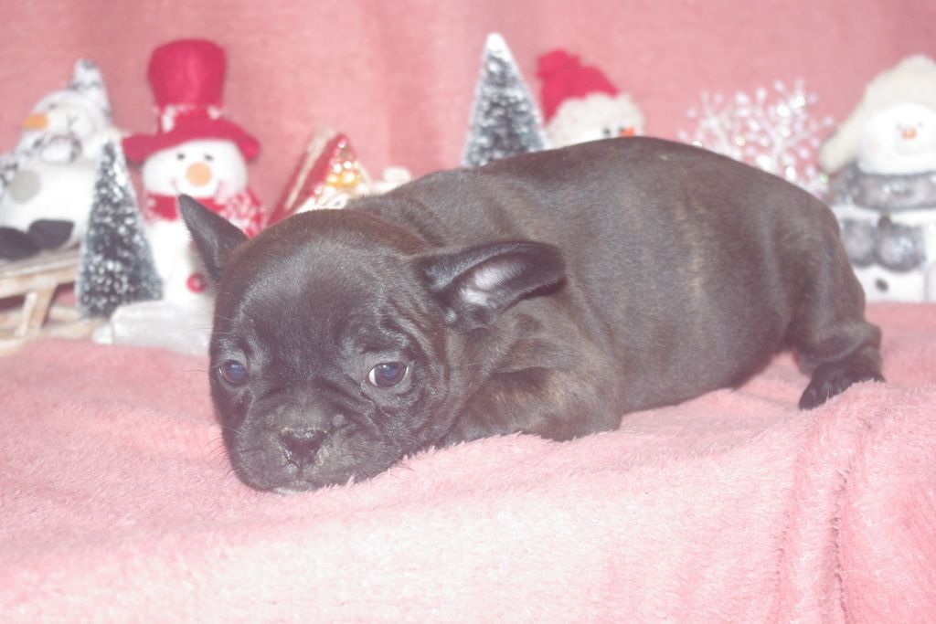 Les Chiens de la Bistade - bouledogue français 003