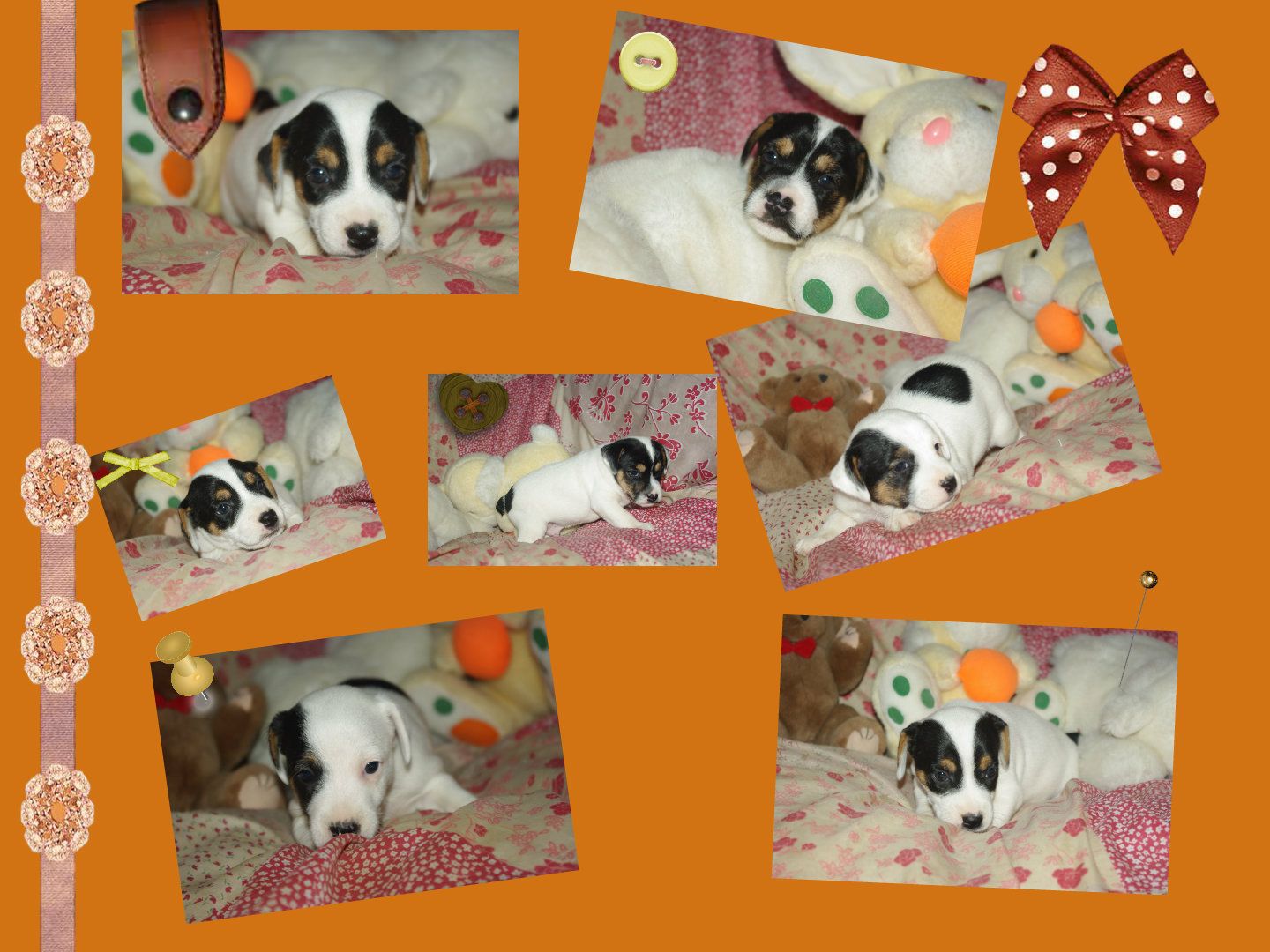 images/contenu/Chiots/jackrussel/pasdechiots/jack_russel_35.jpg