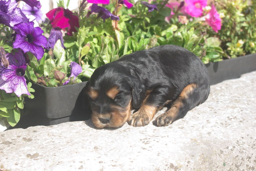 images/contenu/Chiots/Cocker/002/8-cocker_anglais_6.jpg