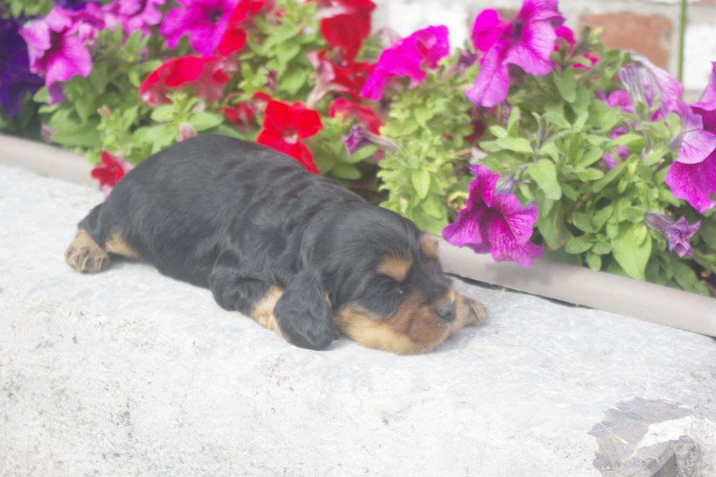 images/contenu/Chiots/Cocker/012/_IGP0723.jpg