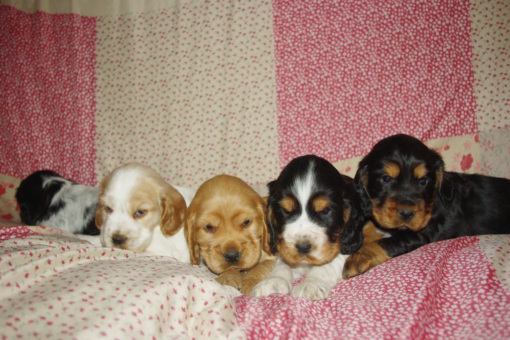 images/contenu/Chiots/Cocker/pasdechiots/cocker_anglais_26.jpg