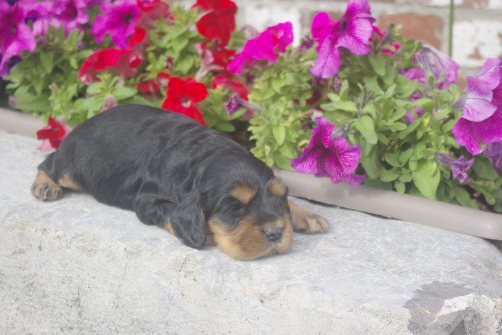 images/contenu/Chiots/Cocker/012/_IGP0722.jpg