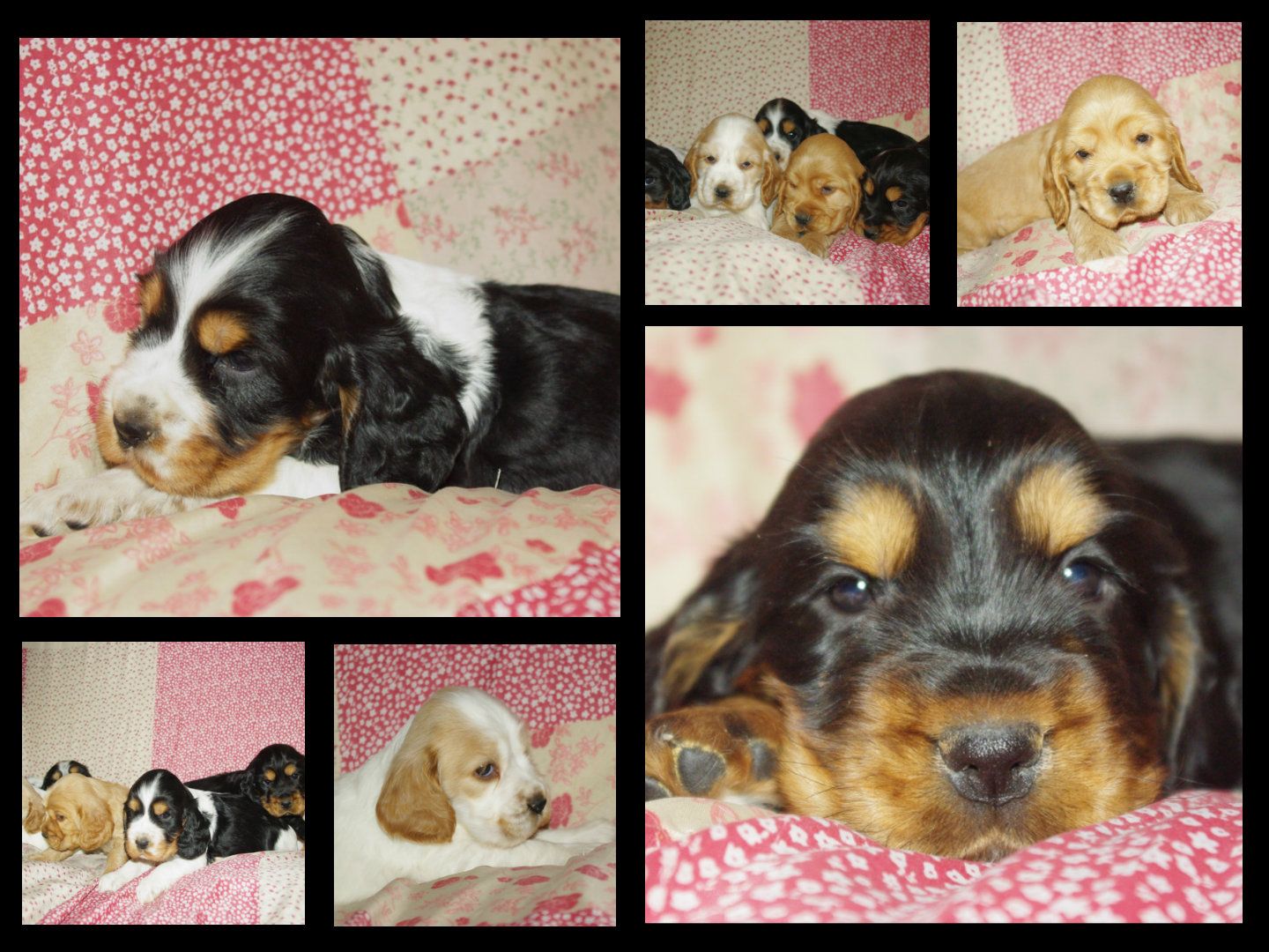 images/contenu/Chiots/Cocker/pasdechiots/cocker_anglais_27.jpg