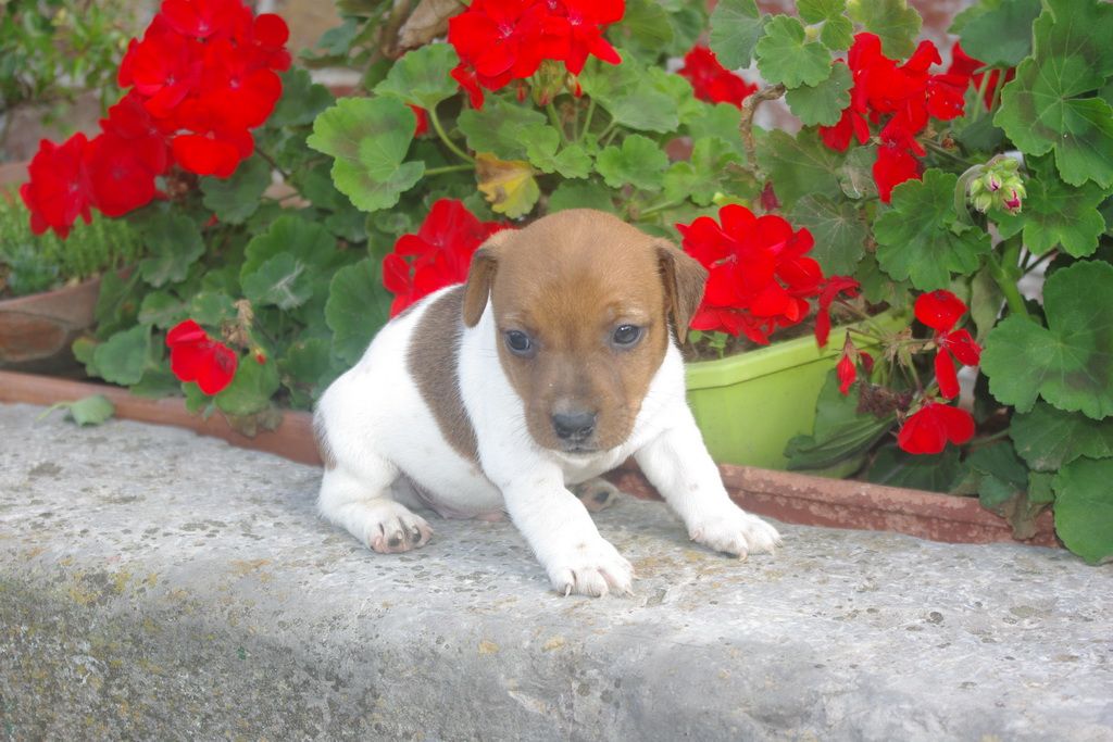 Les Chiens de la Bistade - jack russel 004