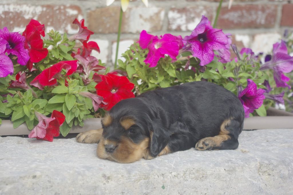 images/contenu/Chiots/Cocker/012/_IGP0727.jpg