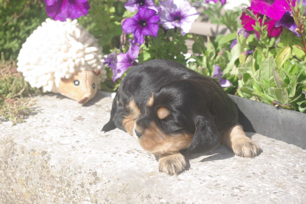 images/contenu/Chiots/Cocker/003/8-cocker_anglais_2.jpg