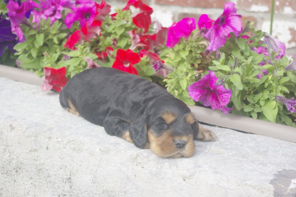 images/contenu/Chiots/Cocker/012/_IGP0724.jpg