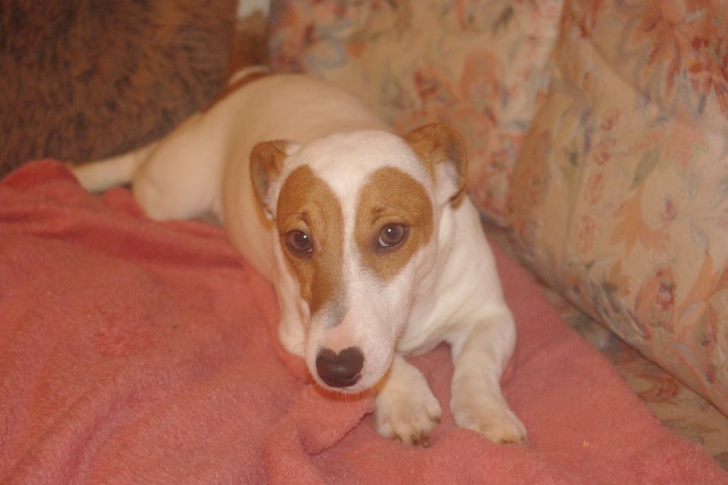 images/contenu/Chiots/jackrussel/005/5-jack_russel_12.jpg