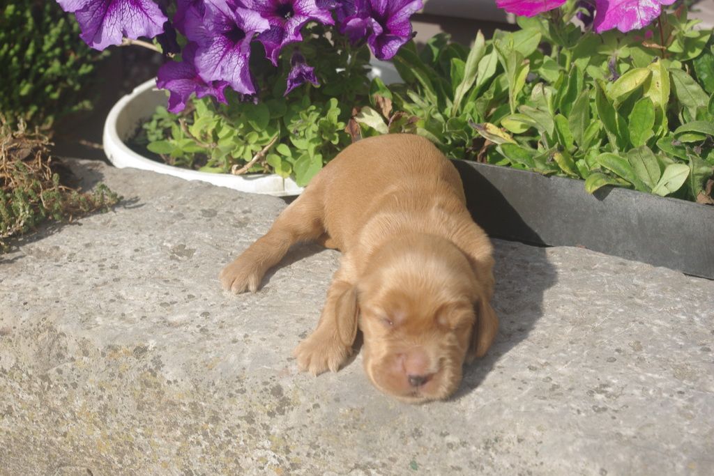 images/contenu/Chiots/Cocker/007/9-cocker_anglais_4.jpg