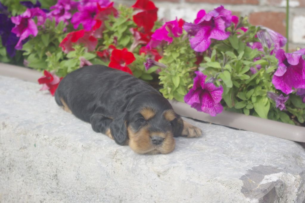images/contenu/Chiots/Cocker/012/_IGP0725.jpg